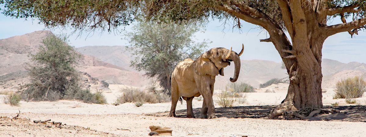 Namibia Desert & Wildlife Fly In - Luxury