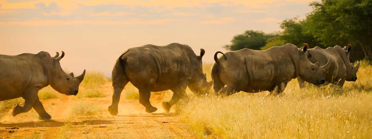 Essence of Namibia - Luxury