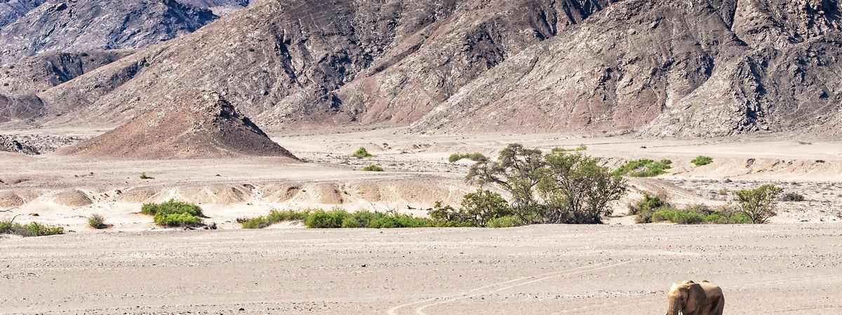 Namibia Desert & Wildlife Fly In - Standard