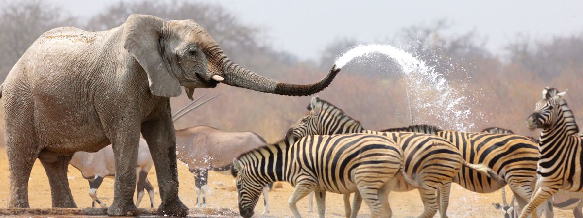 Namibian Escape - Standard