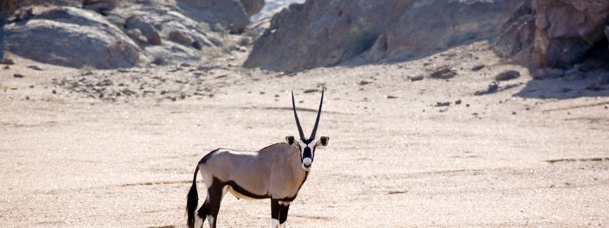 Skeleton Coast Fly In Escape