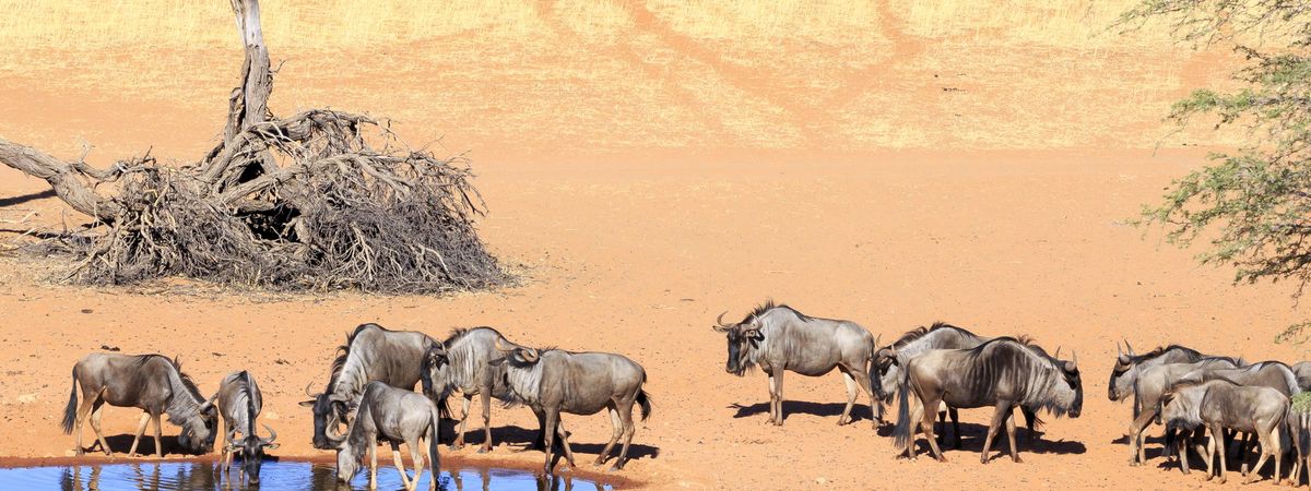 Southern Namibia & Kalahari Explorer