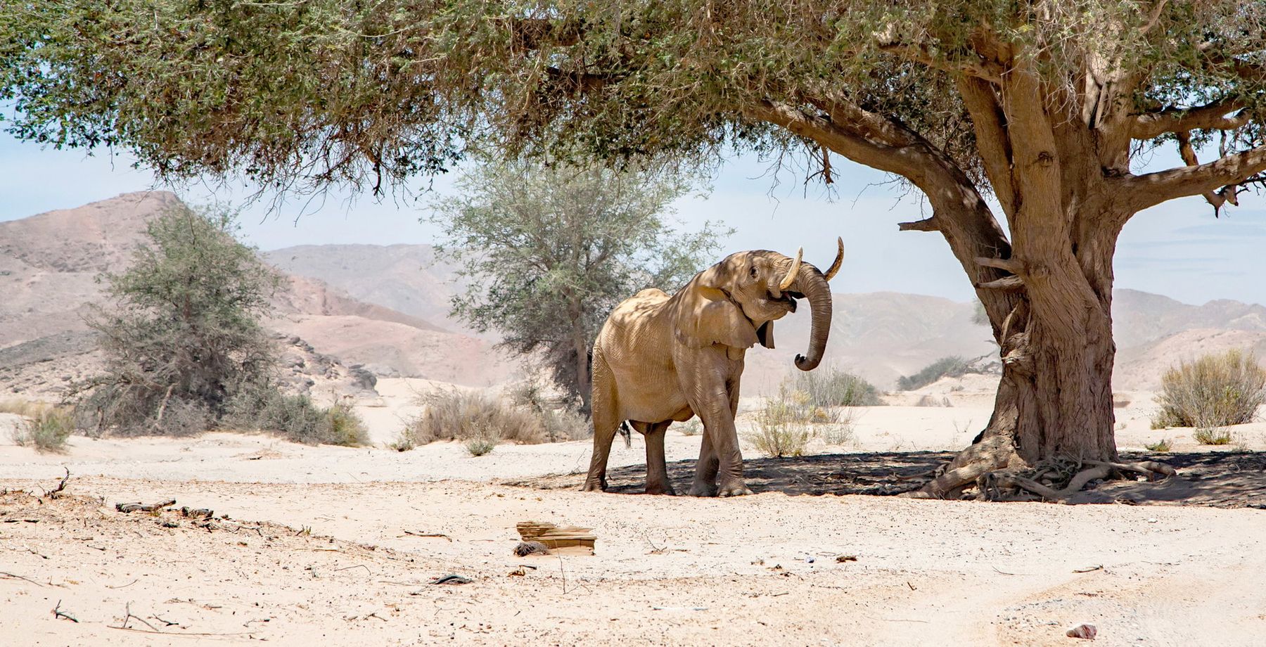 Namibia Desert & Wildlife Fly In - Luxury