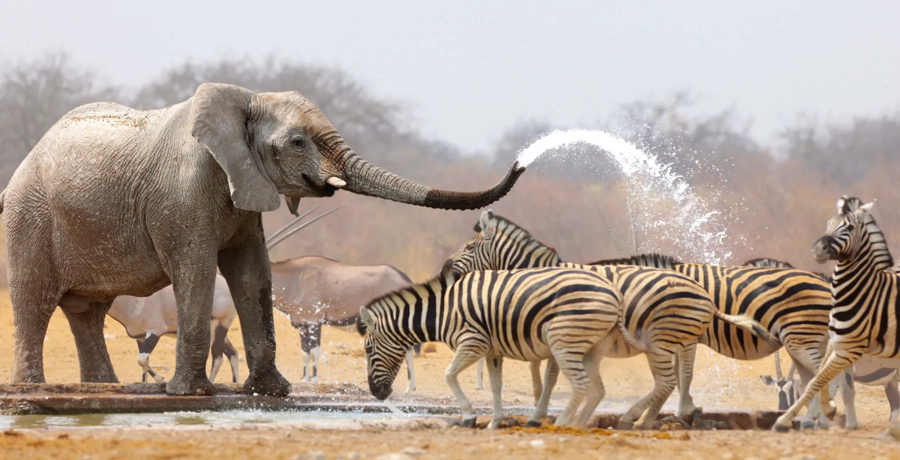 Namibian Escape - Standard