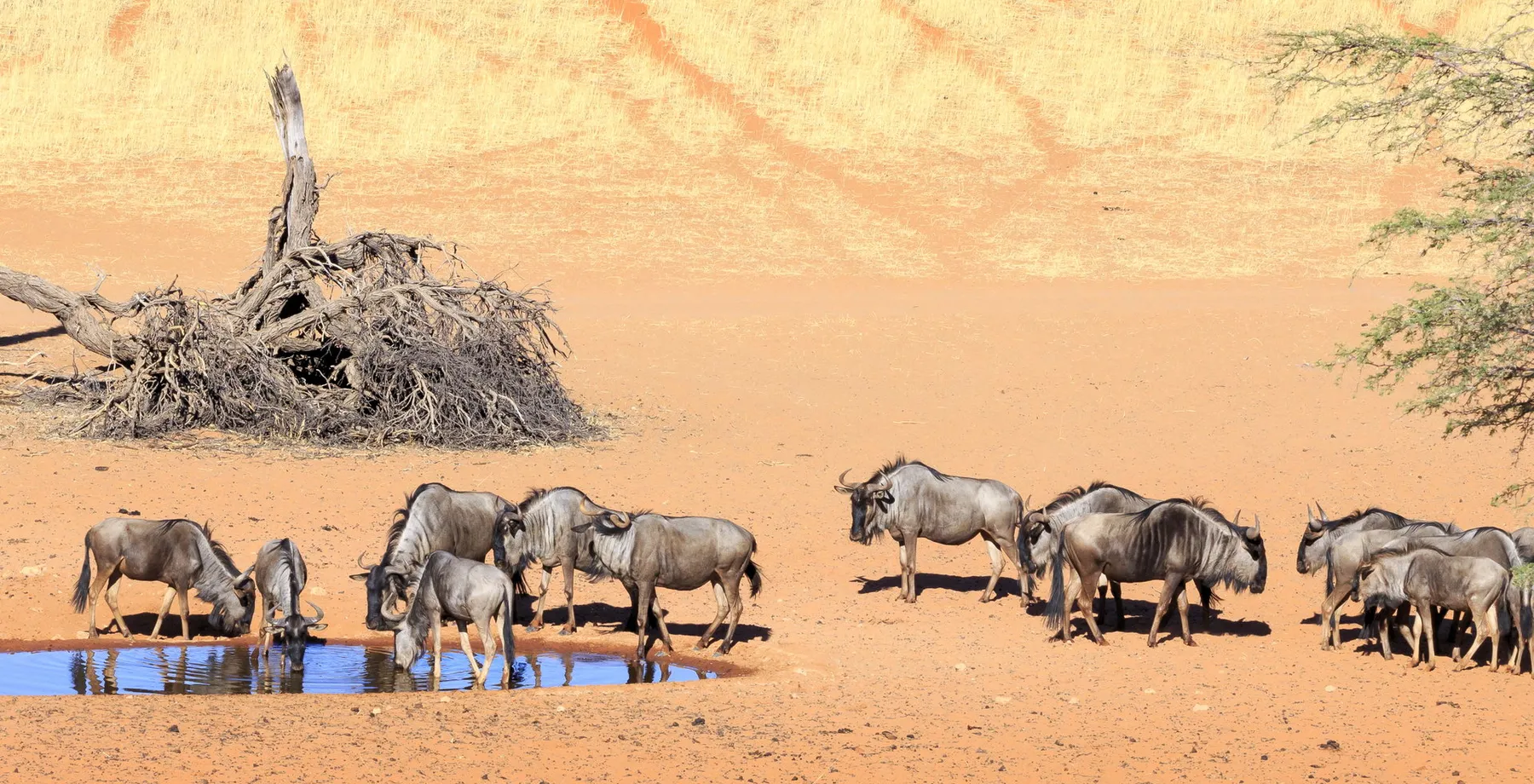 Southern Namibia & Kalahari Explorer