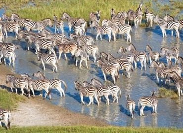 Botswana Zebra Migration 2026