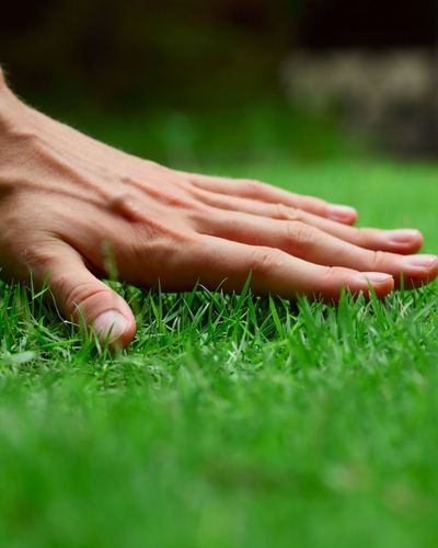 Once-off lawn treatment