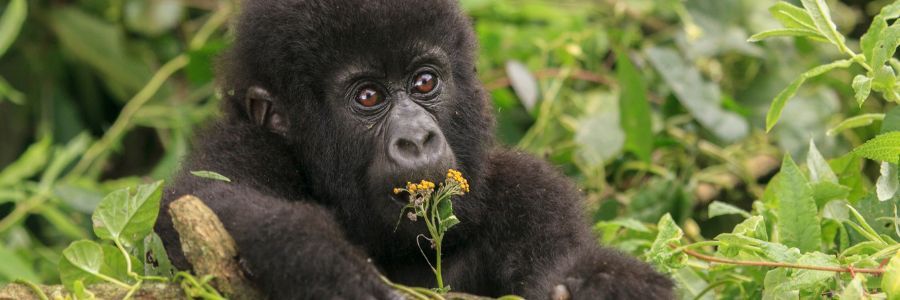 Gorilla Safaris in Rwanda