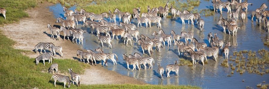 Botswana Zebra Migration 2026